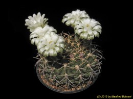 Gymnocalycium chuquisacanum 490